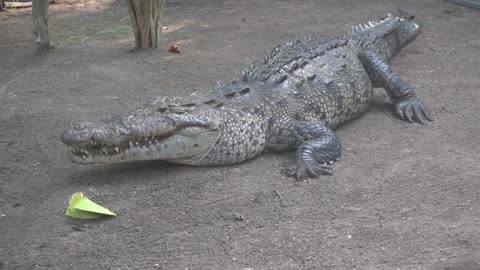 WAS TRUMP FED TO THE CROCODILES WITH THE FBI MAR-A-LAGO ESTATE RAID ?