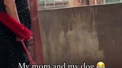 My mom vs my dog best funny dog video