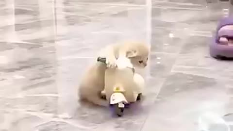 Funny animal