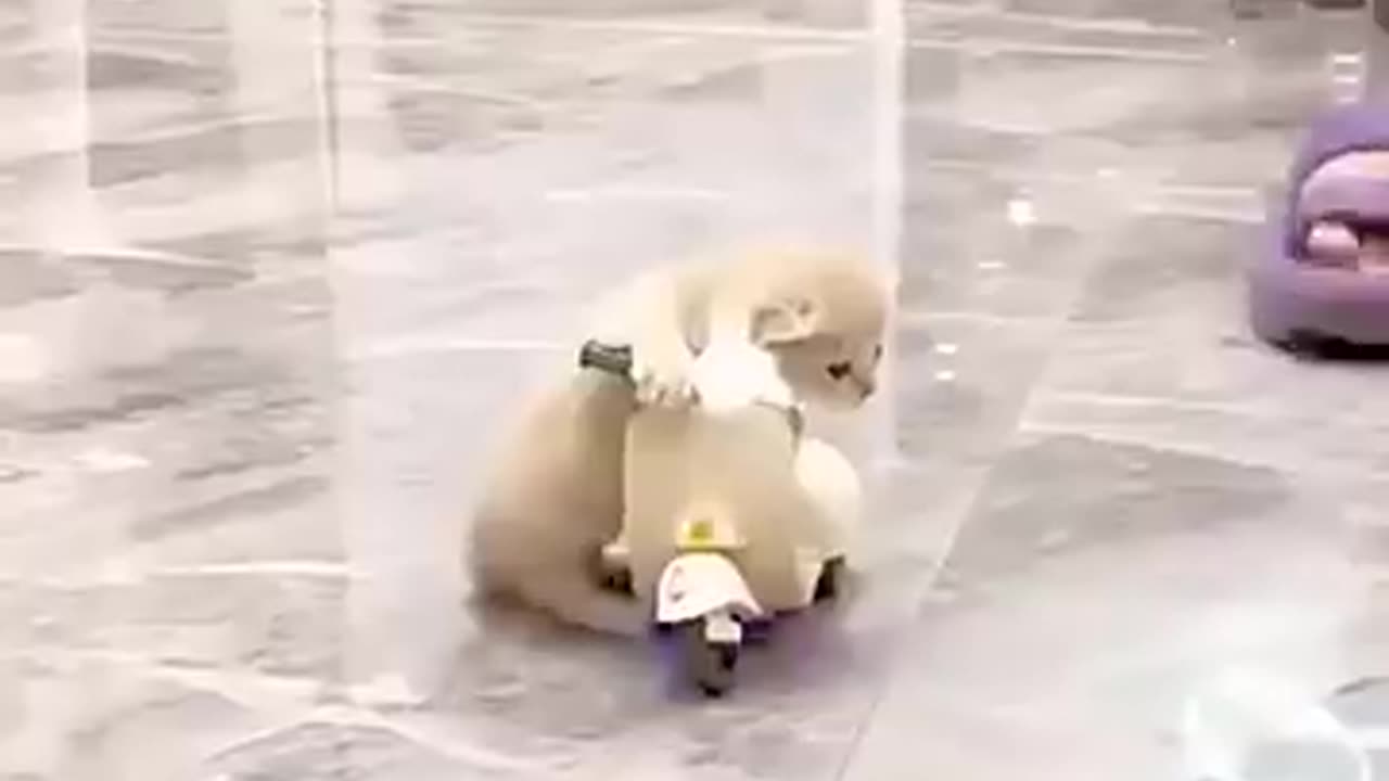 Funny animal
