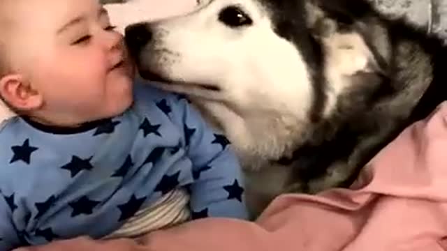 My Husky Promised from Day 1 she would always Protect my Baby! [CUTEST VIDEO EVER