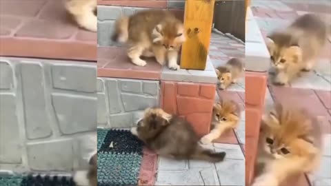 Funny Animal Video | Cute Animal 🤣🤣🐹🐹🐹| Shorts