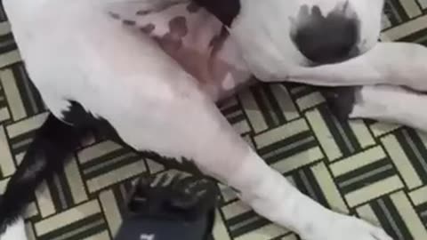 Funny dogs compilations