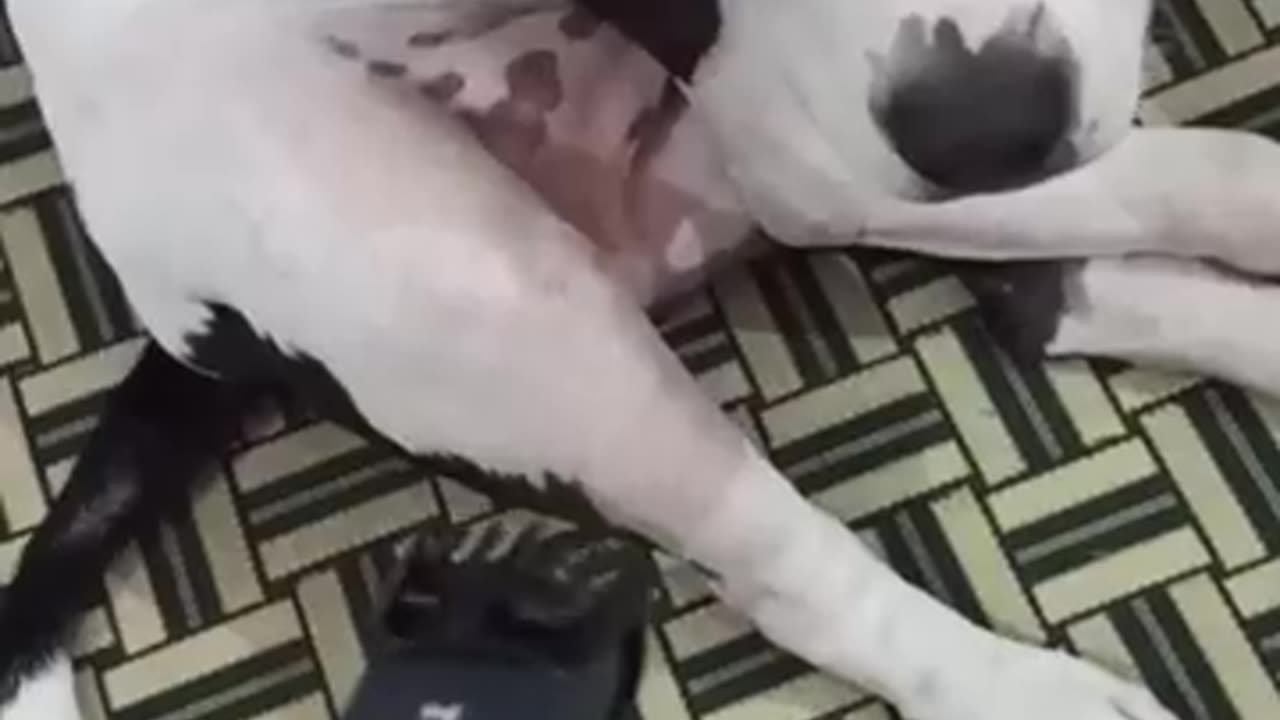 Funny dogs compilations