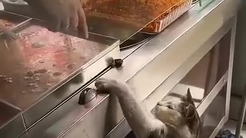 How to comedy animal shots