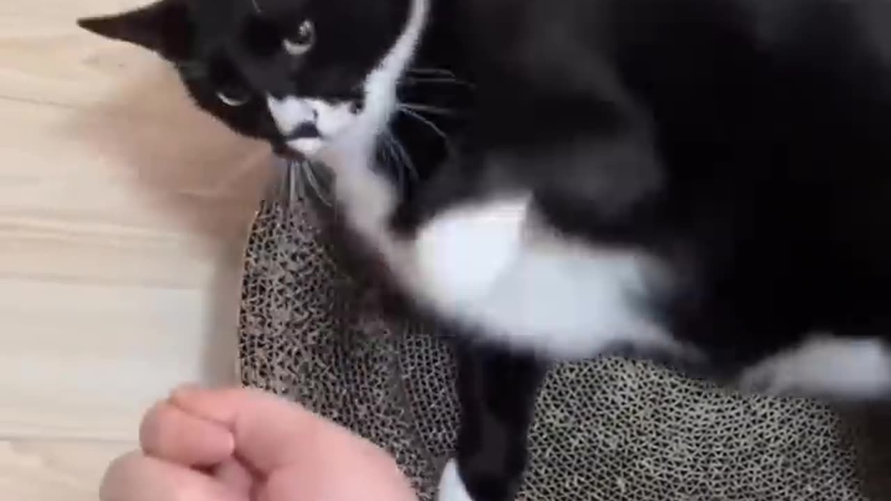 New Funny Videos 2024 πππ Cutest Cat And Dog πΆπ± Part 2