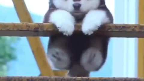 So cute! dogggo!!!!!!!!!!!