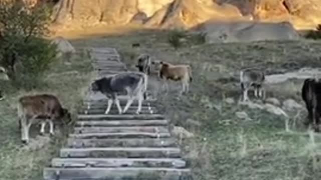 beautiful_animal_videos_#short_beautiful_Shoaib_TV(480p)