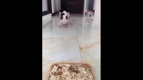 Cute Baby Animals Videos Compilation _ Funny and Cute Moment of the Animals #73