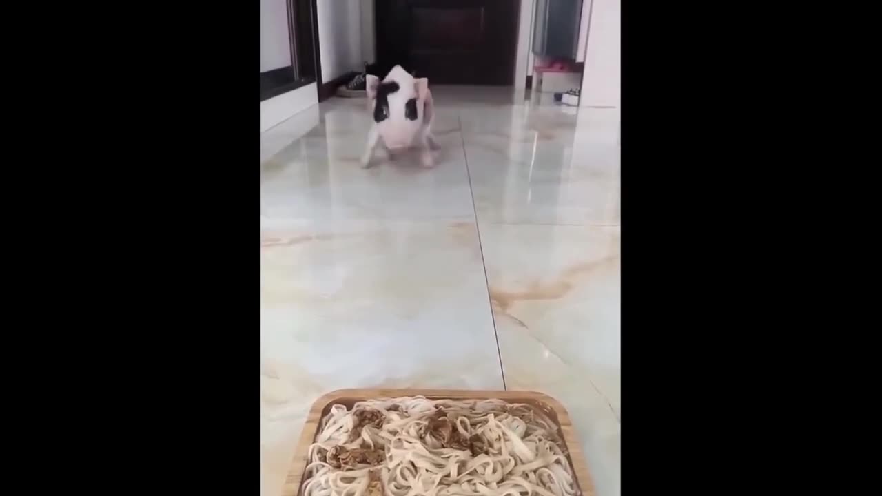 Cute Baby Animals Videos Compilation _ Funny and Cute Moment of the Animals #73