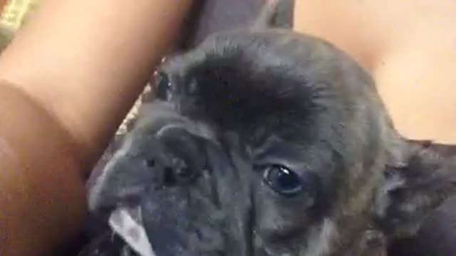 Tucker the Frenchie doesn't want to go to sleep