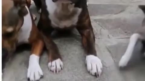 Funny animals fails moment | Try Not to Laugh!!!