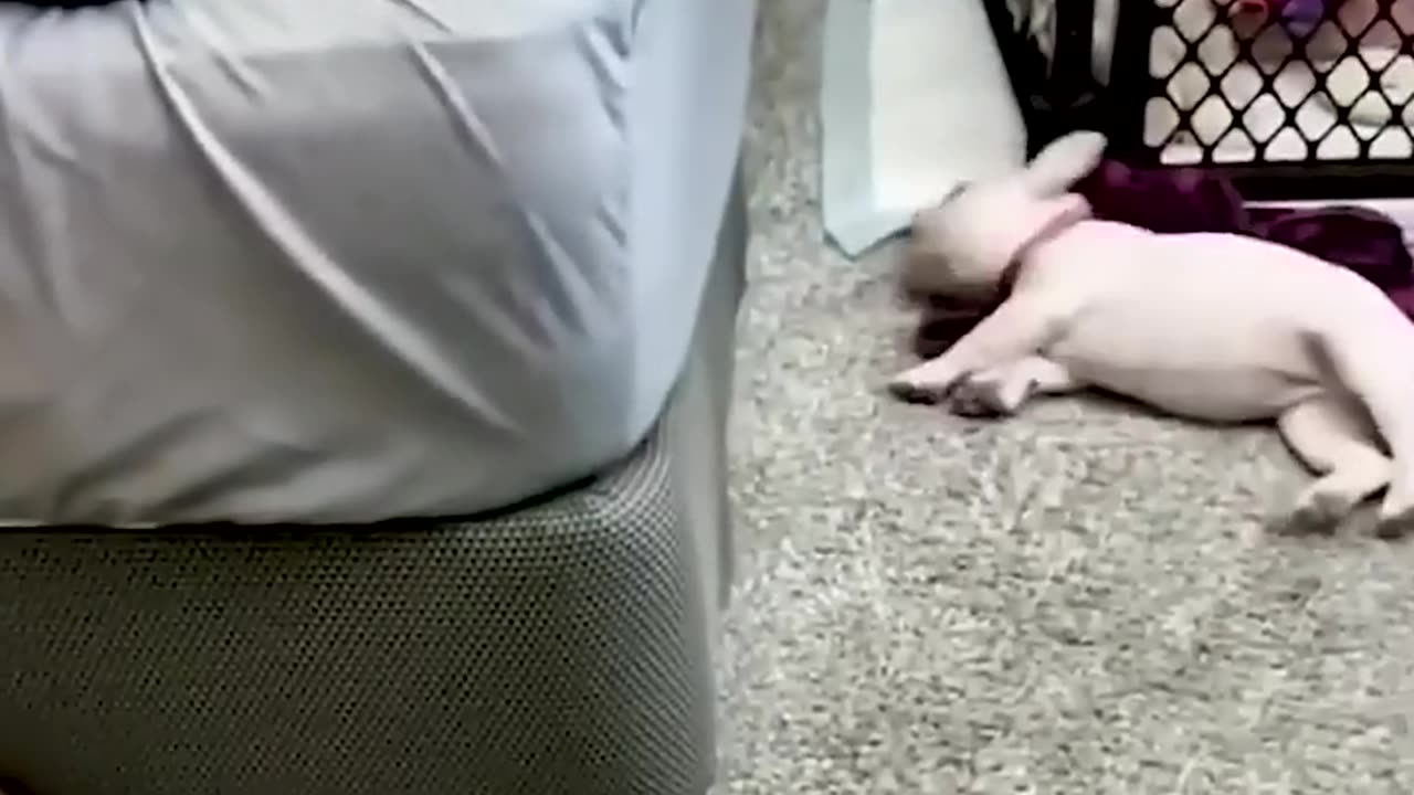 Funny Animal Videos Of The Day 168