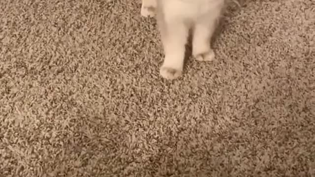 Can you believe that you will be conquered by my cat's meow in three seconds #005