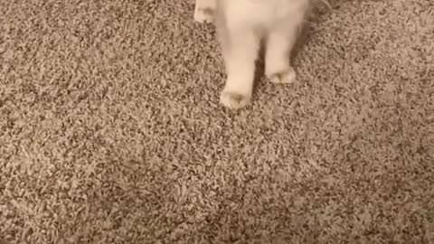 Can you believe that you will be conquered by my cat's meow in three seconds #005