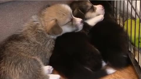 Cute sleeping pets ❤️❤️❤️