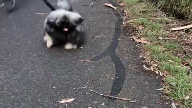 🔥Funniest Dogs will make you laugh all day long | Instagram Reels and Tiktok Videos | Desi animals 🔥