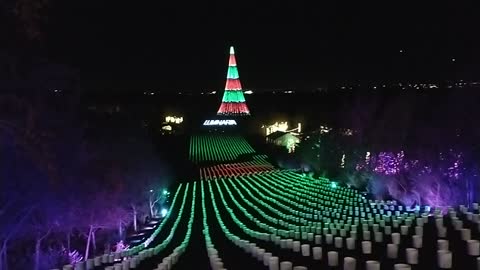 Christmas Tree And Lights At Luminaria