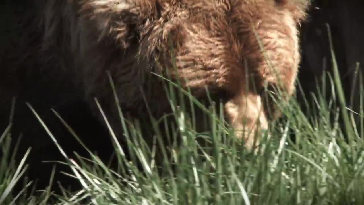 10 unbelievable Extinct Animals caught on Camera 2023