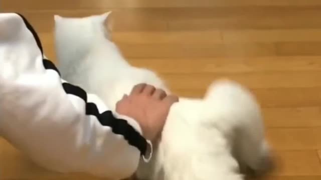 Cat🐱