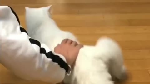 Cat🐱
