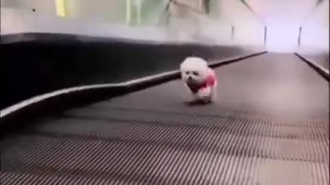 Funny dog, cachorrinho fofinho na escada