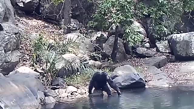 Chimpanzee - Moments of Animal Genius That Will Amaze You