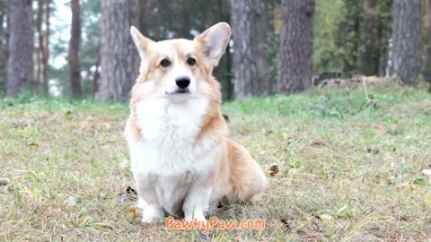 Sleep Music For Puppies Lullaby Lullabies ♫ Calm Relax Your Dog ♥ Lullaby For Dogs Golden Retriever