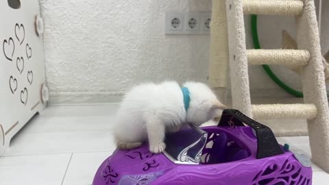 Test Drive from kittens That's not funny!