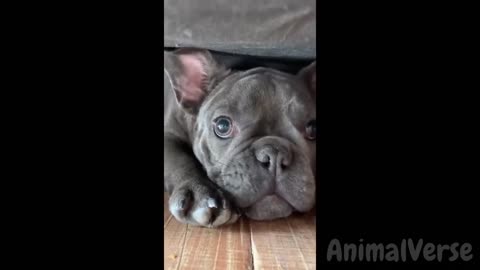 🐾Hilarious Dogs & Cats for 1 Hour 😂 New Funny Pet Videos 2024🐾