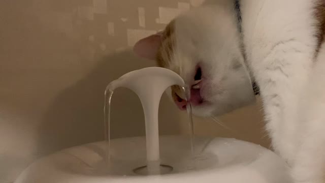 [cat ASMR] cat sound. cat eating the water. drinking water.