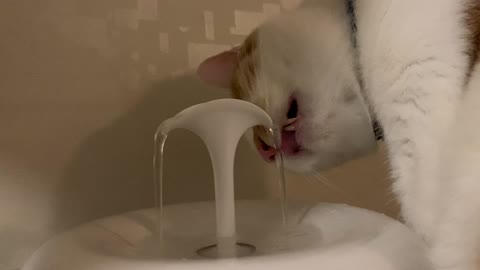 [cat ASMR] cat sound. cat eating the water. drinking water.