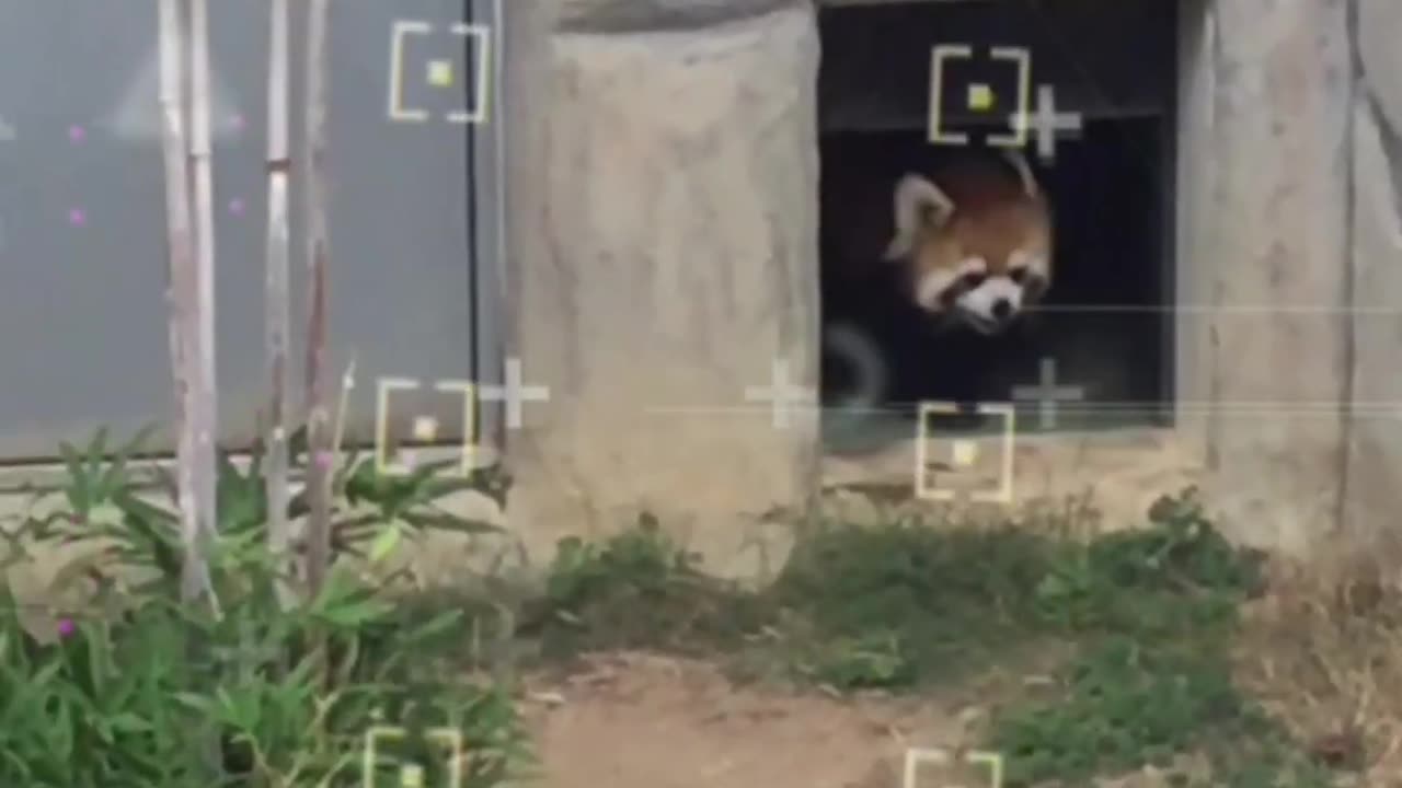 Aaj Tak's Top 5 Breathtakingly Gorgeous Animals' #shortindia