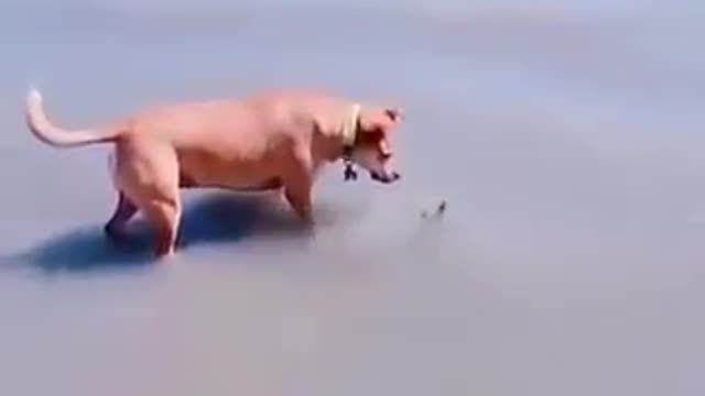 A prank on a dog 🤣🤣😂🤣