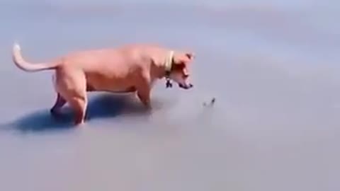 A prank on a dog 🤣🤣😂🤣
