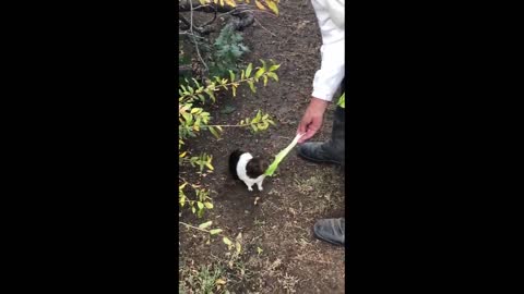 Cutest Animals Eve|Best Of The 2021 Funny Animal Videos