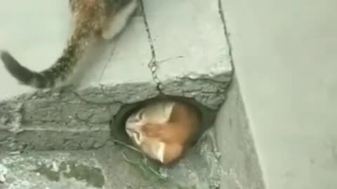 two cute cats playing