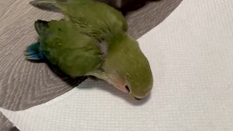 Teaching baby parrots to walk for the first time.