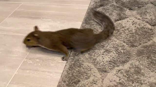 The squirrel is drying itself after bathing