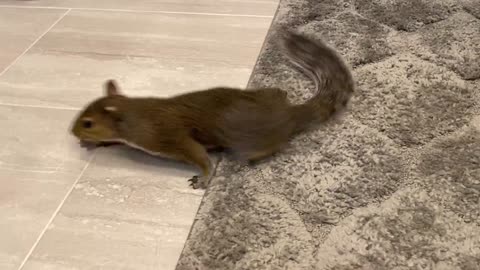 The squirrel is drying itself after bathing