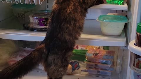 Boots got in the fridge