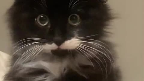 The cat beautiful