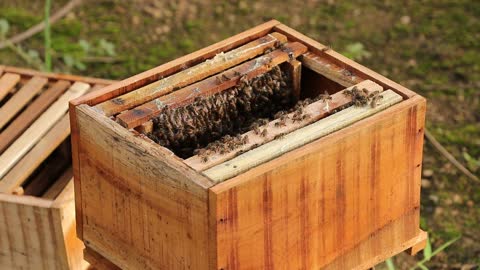 praise for making honey