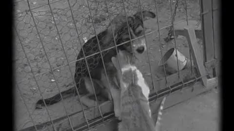 Cat and doggy😭🥰🥰