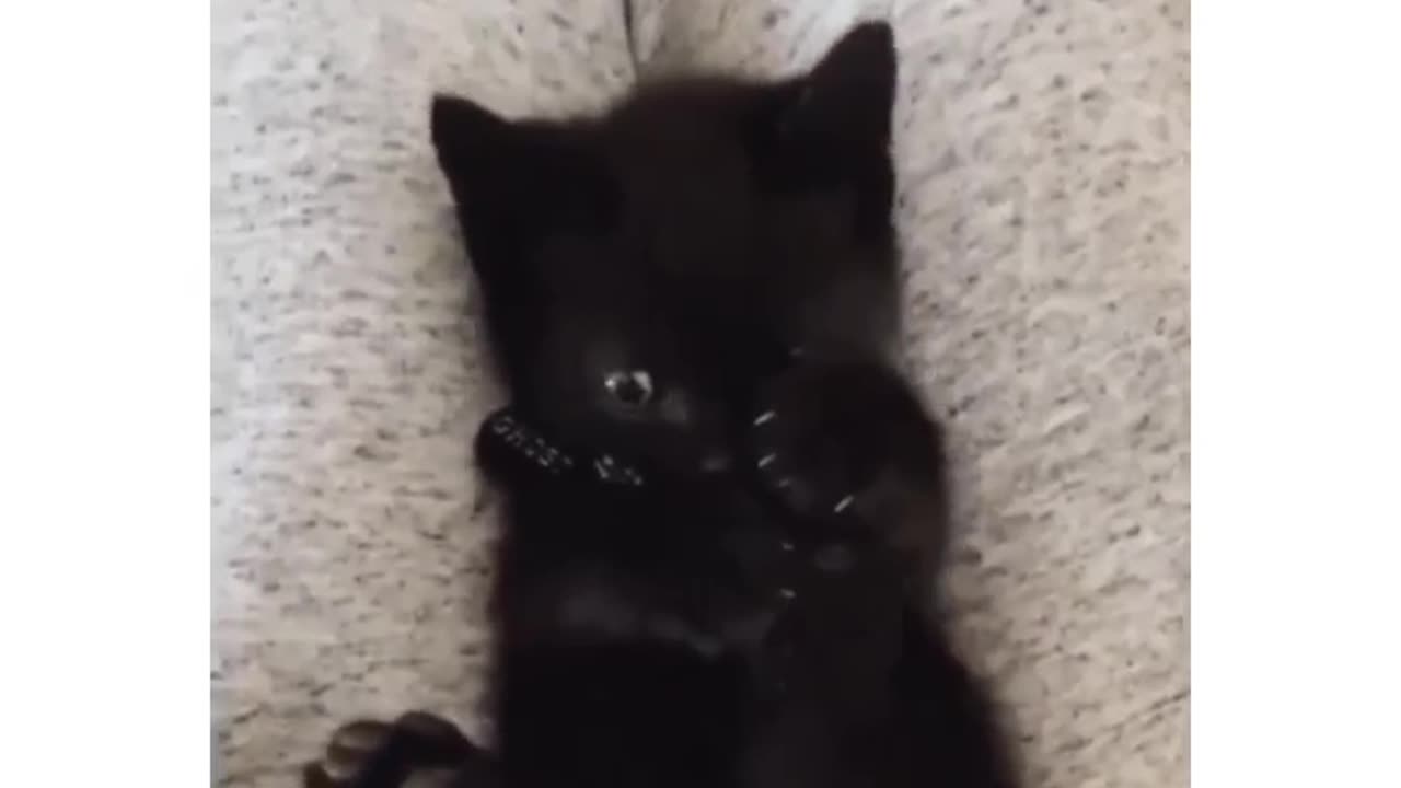 Funny cat videos