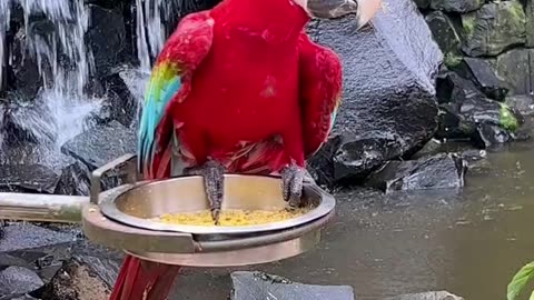 Coolerfully bird