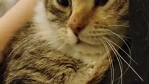 Lovely cat sweet cat video usa