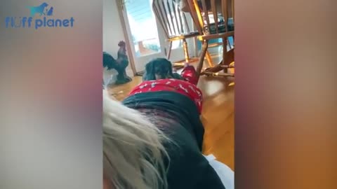 cats and dogs reaction to fart super funny!
