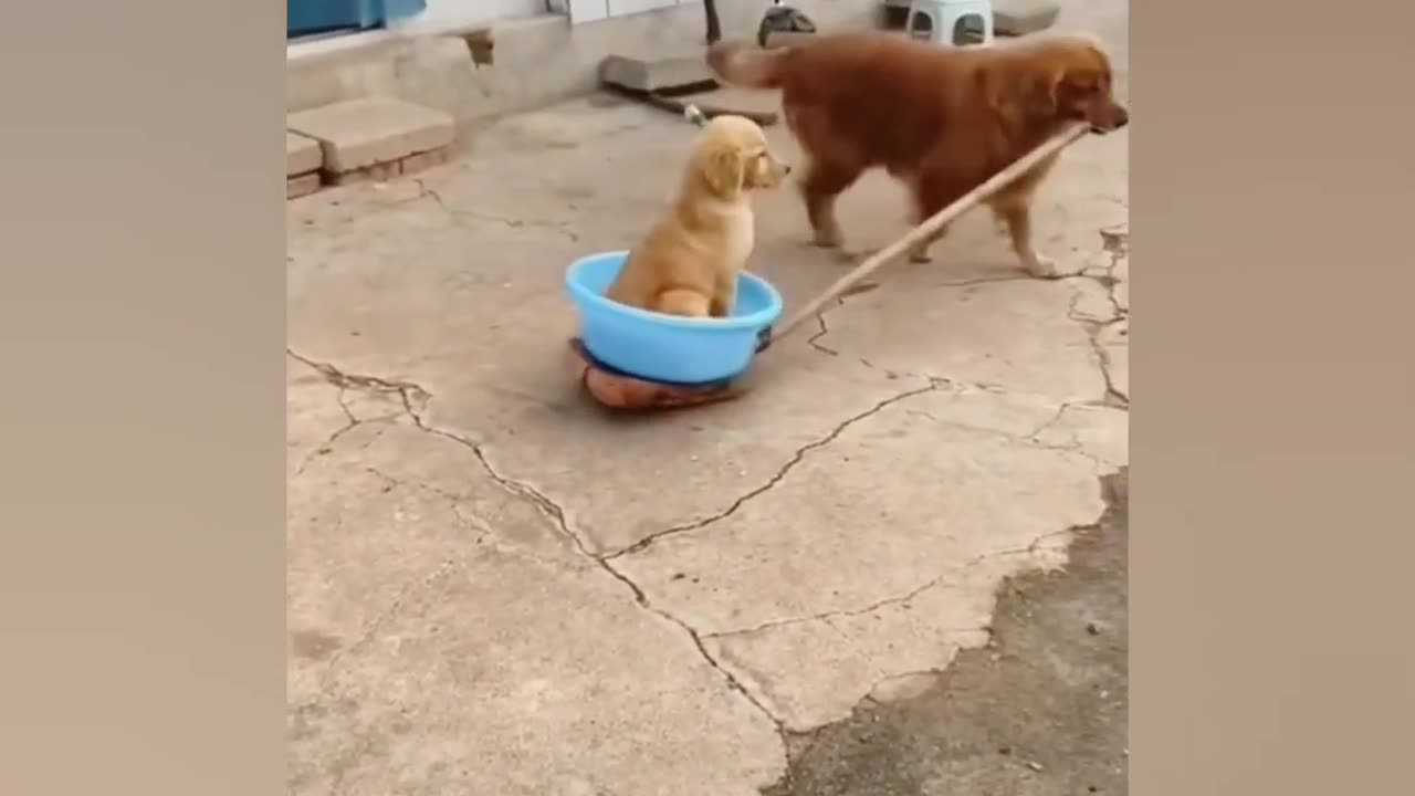 funny animal videos 2024||Funniest Animals🤣🤣🤣