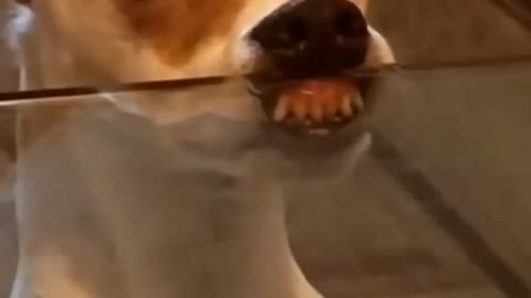 Olha a cara dele🥰
